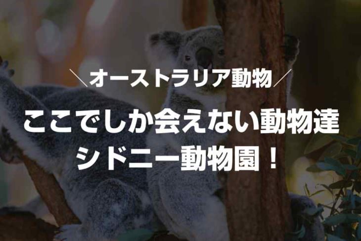 【タロンガ動物園】ここでしか会えない動物達！種類や見どころ紹介