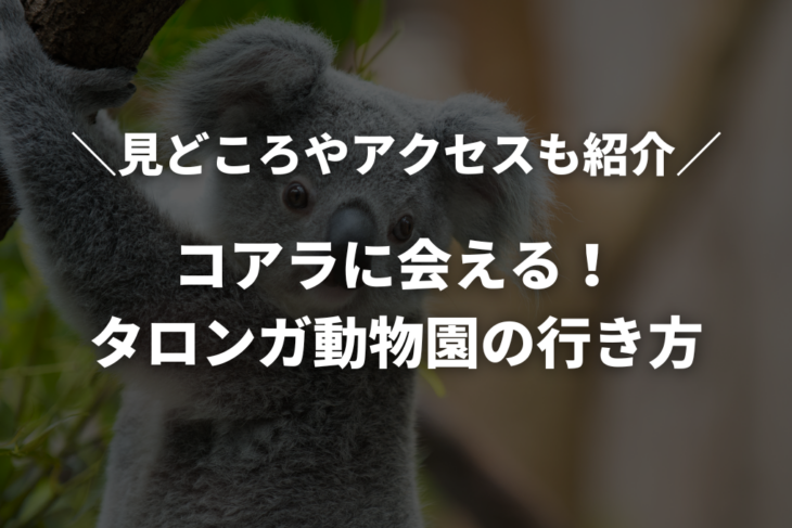 コアラに会えるタロンガ動物園の行き方は？お土産は？見どころやアクセス所要時間紹介